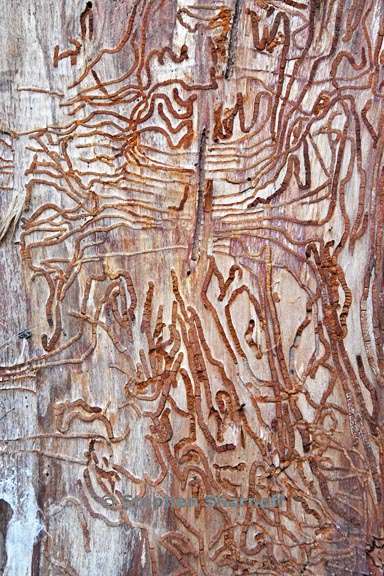 scolytus trails 3896 4 graphic